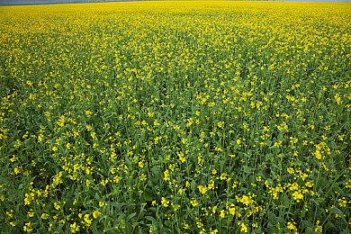 《GTA6》或将是行业新标杆 采用AI机器学习方案